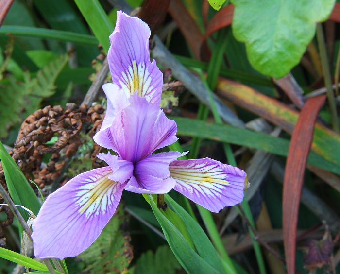 Douglas Iris